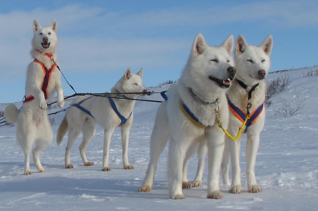 Arctic Chalet Resort イヌビク エクステリア 写真